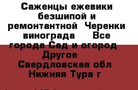 Саженцы ежевики безшипой и ремонтантной. Черенки винограда . - Все города Сад и огород » Другое   . Свердловская обл.,Нижняя Тура г.